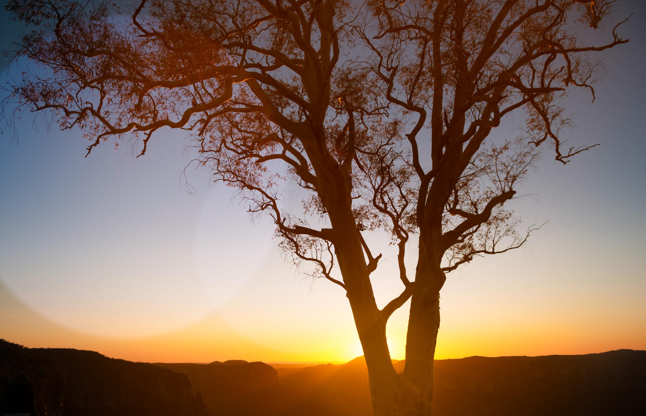 tree and sunset